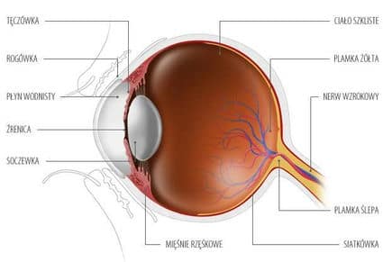 przekroj poprzeczny oka